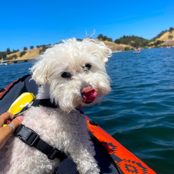 Meet your Posher, Sol - Picture 1 of 1